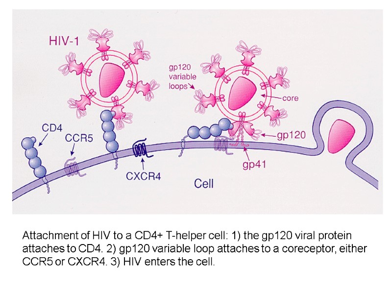 Attachment of HIV to a CD4+ T-helper cell: 1) the gp120 viral protein attaches